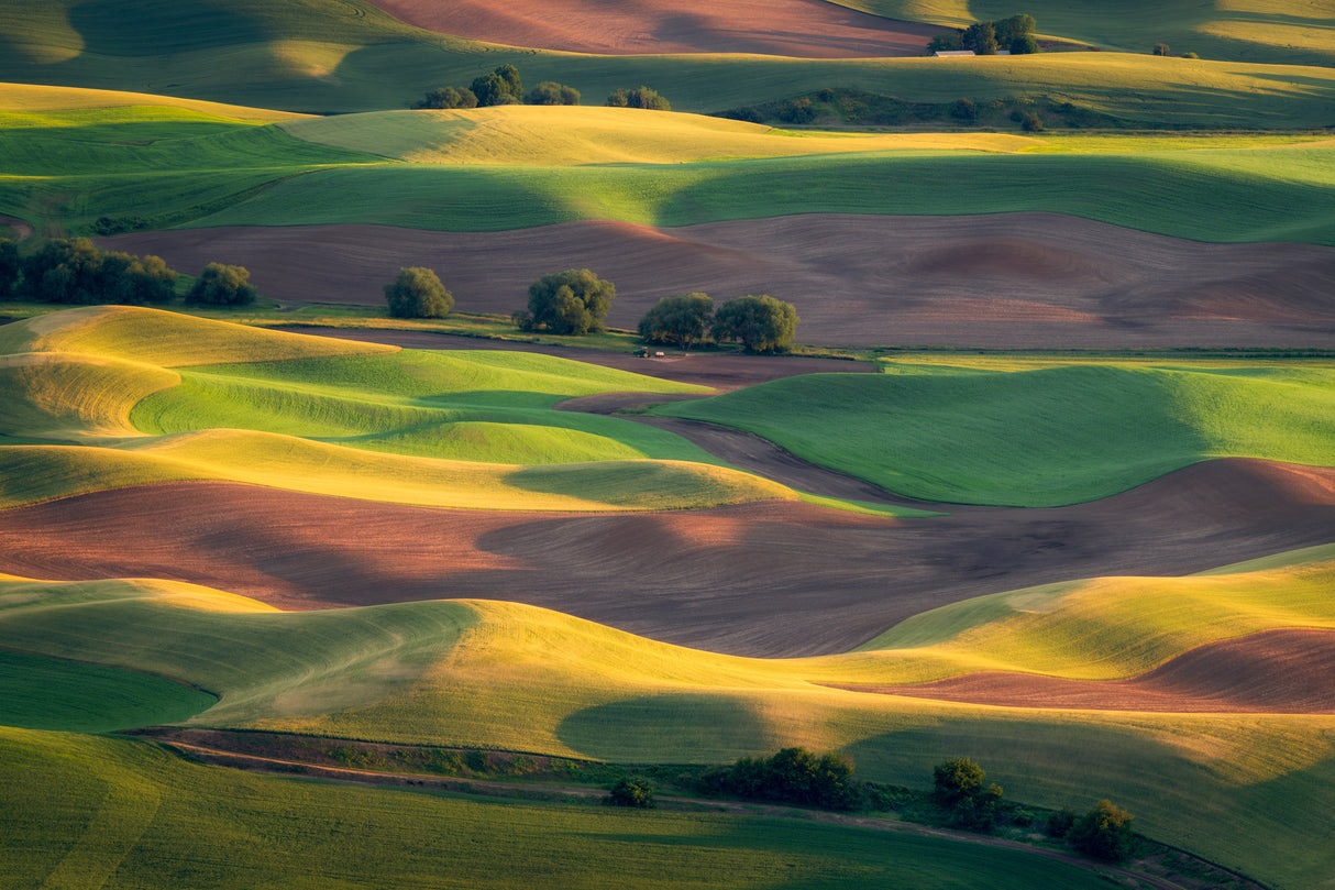 Colorful Palouse Poster och Canvastavla