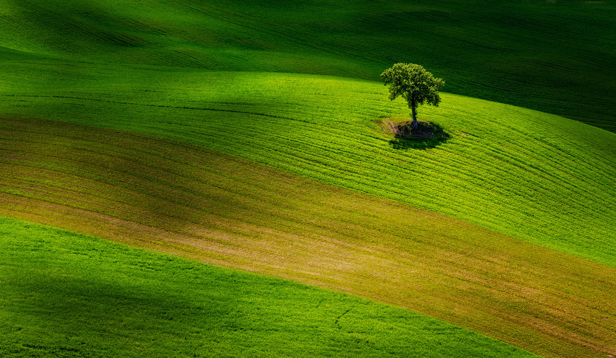 Lonesome Tree Poster och Canvastavla