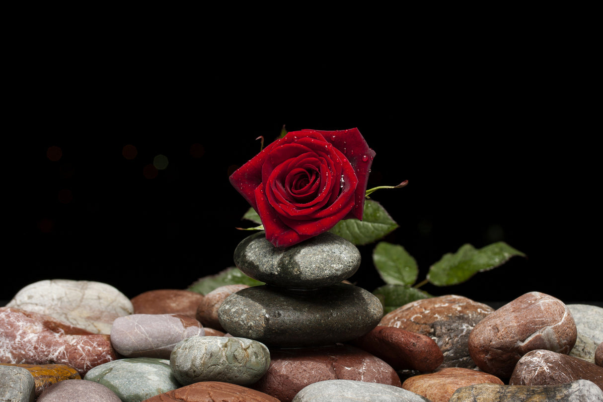 red rose Poster och Canvastavla