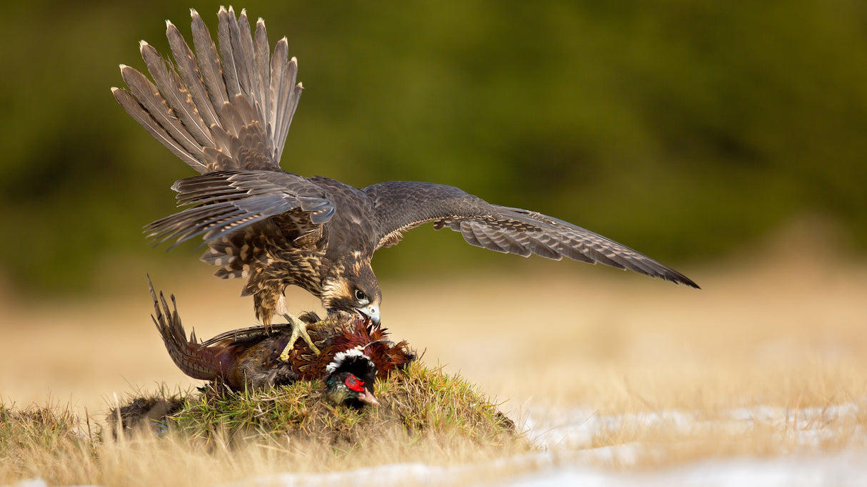 Peragrine falcon Poster och Canvastavla