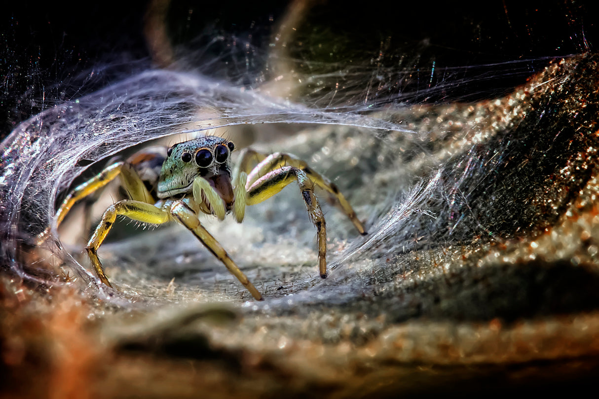 Spider At The Gate Poster och Canvastavla