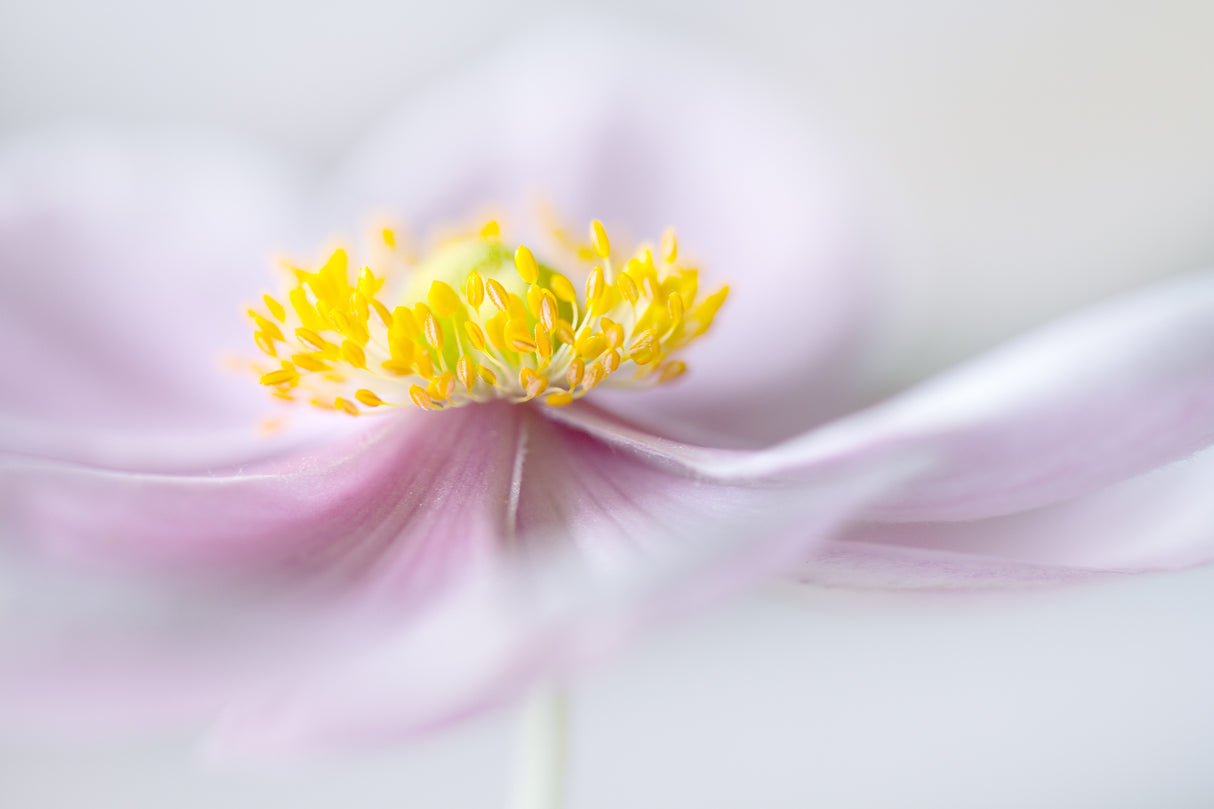 Anemone Poster och Canvastavla