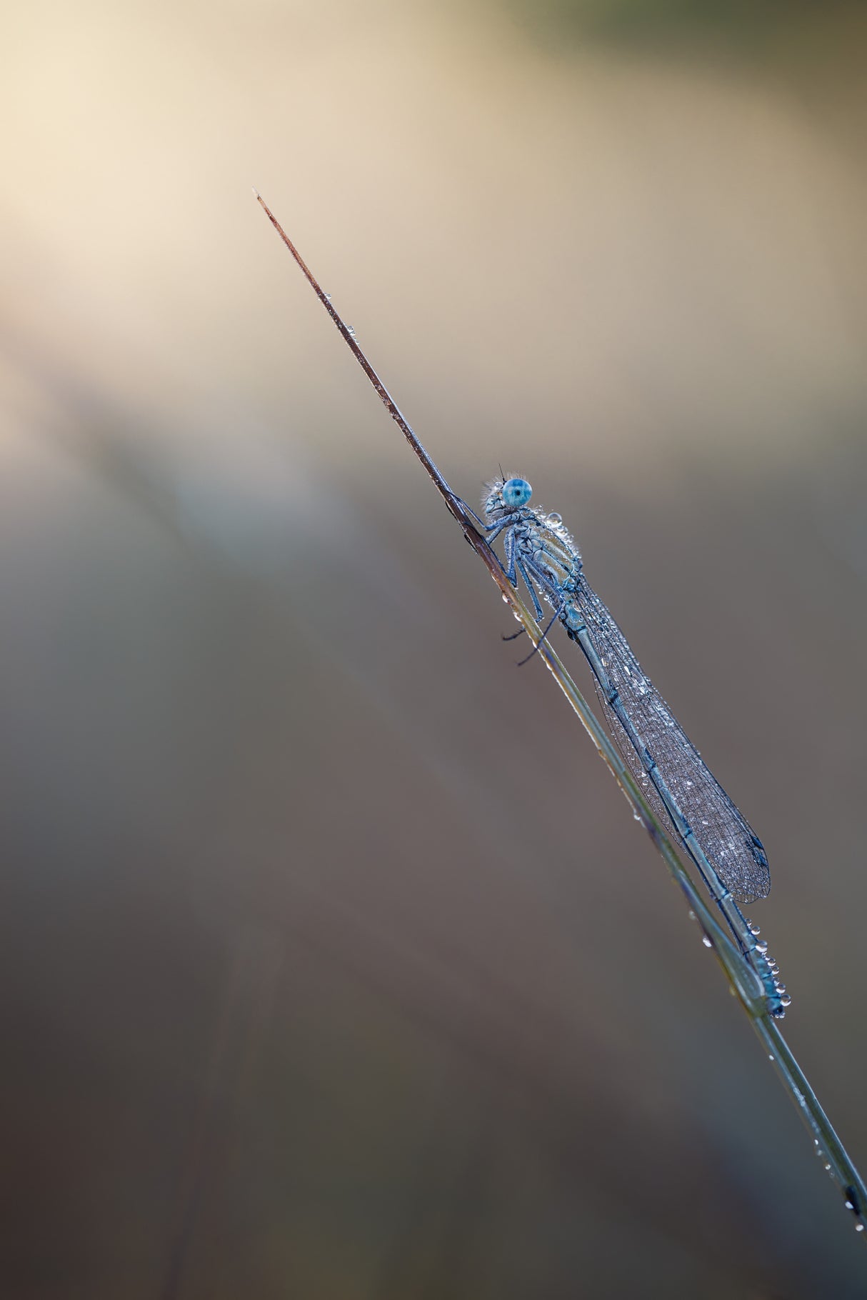 Common bluet Poster och Canvastavla