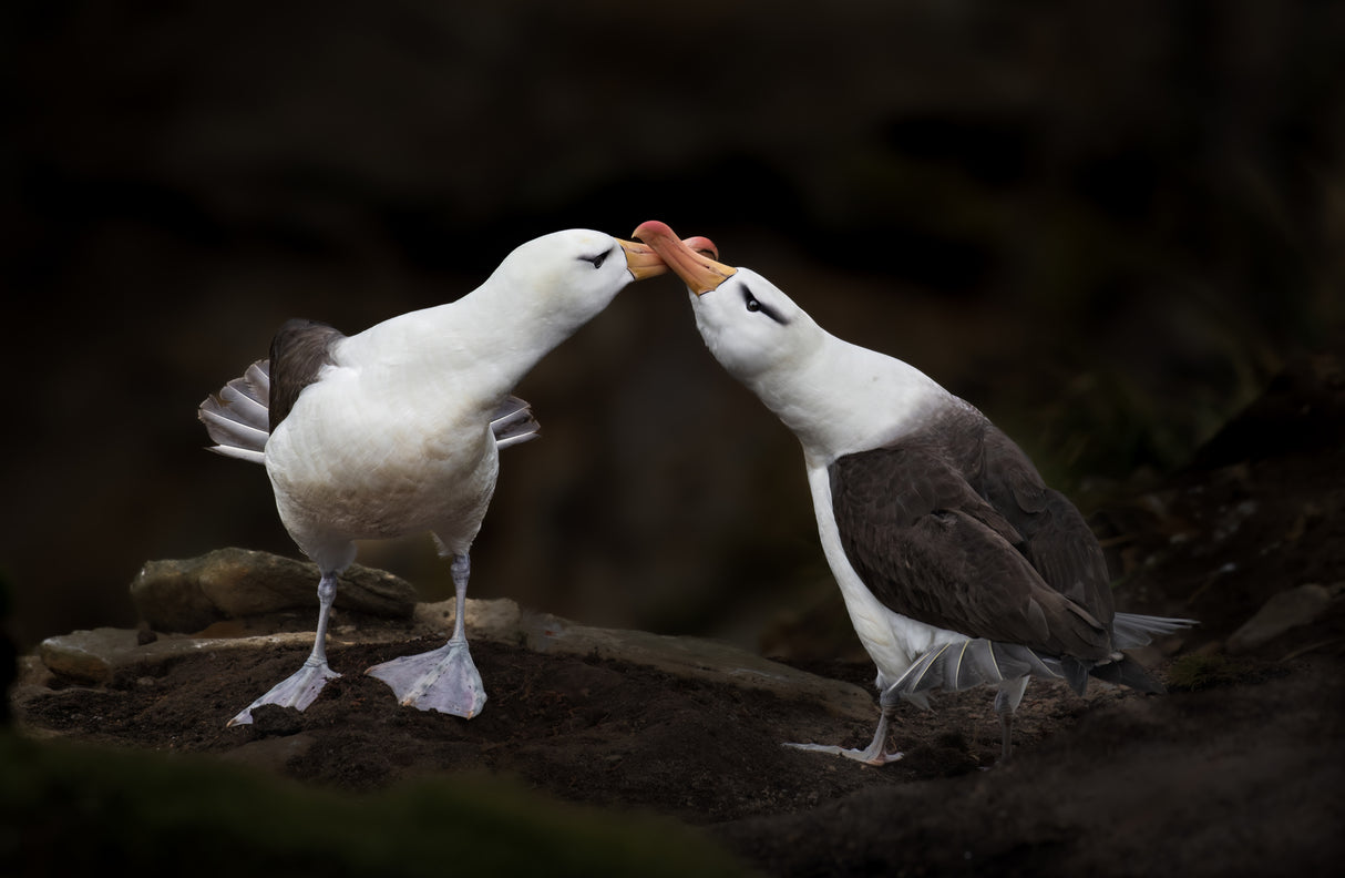 Love Birds Poster och Canvastavla
