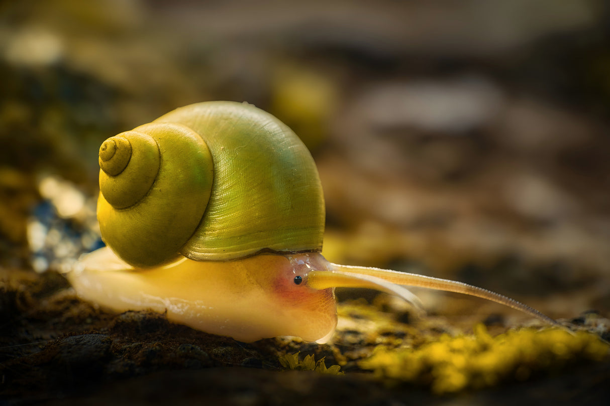 Leptopoma nitidum Poster och Canvastavla