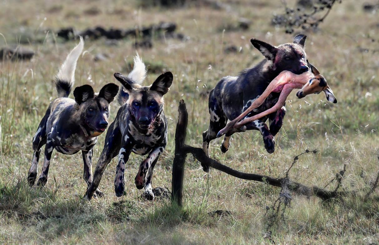 Competition of wild dogs Poster och Canvastavla