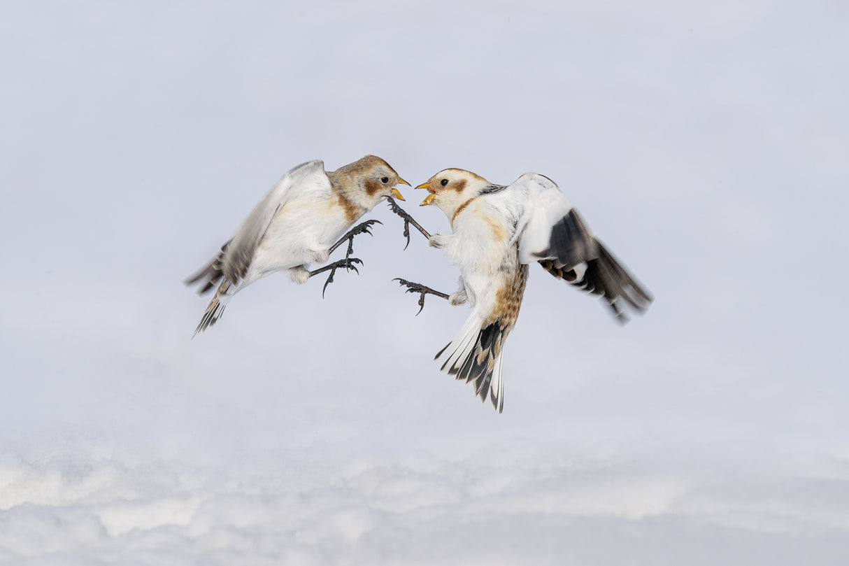 Argument between snow buntings Poster och Canvastavla