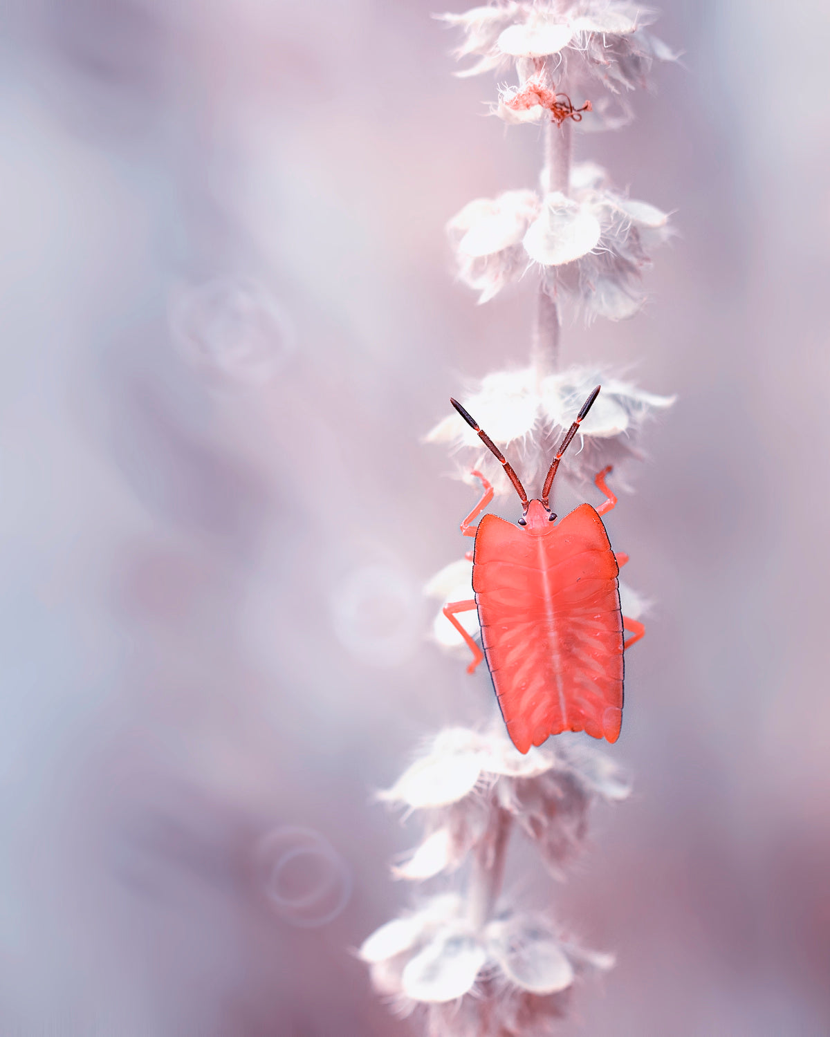 The Tenderness of The Skeleton Bug Poster och Canvastavla