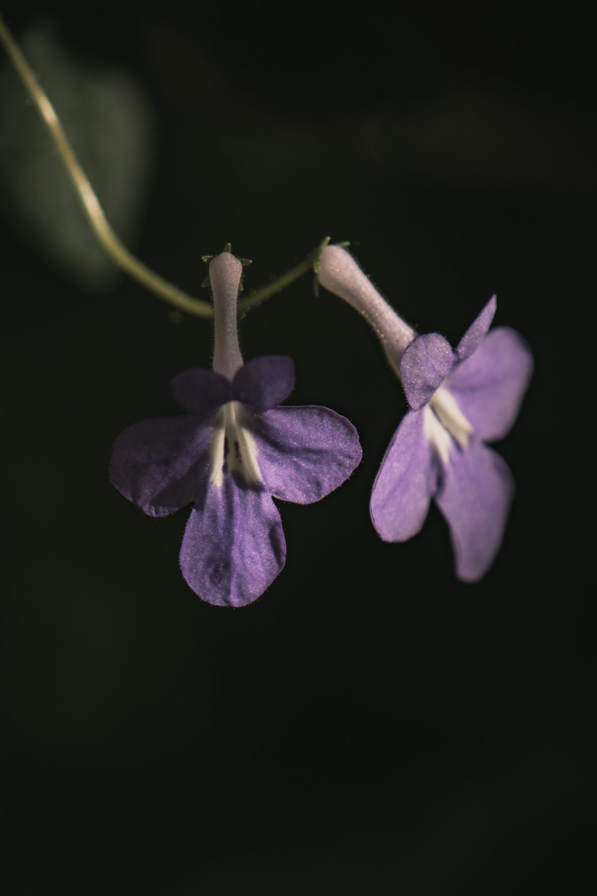 Botanical Series - Purple Flowers Poster och Canvastavla