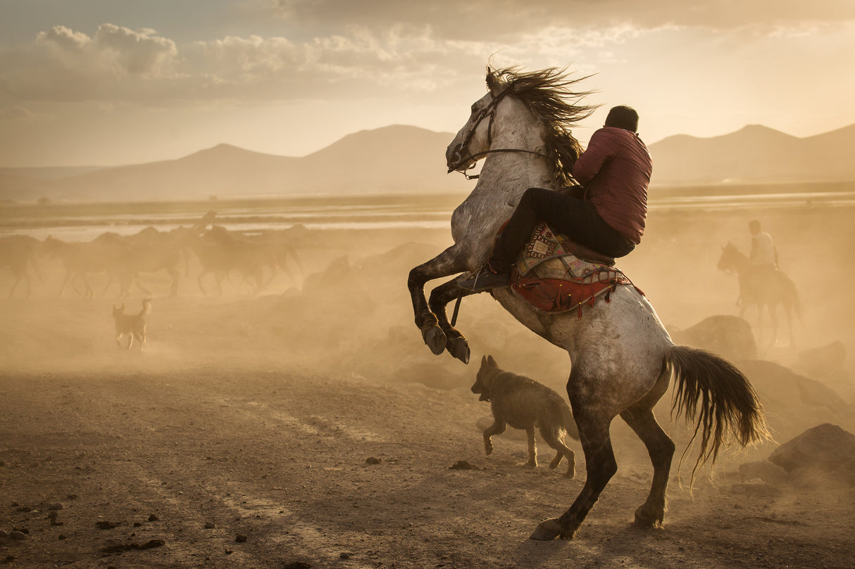 Dealing with wild horses of Cappadocia Poster och Canvastavla
