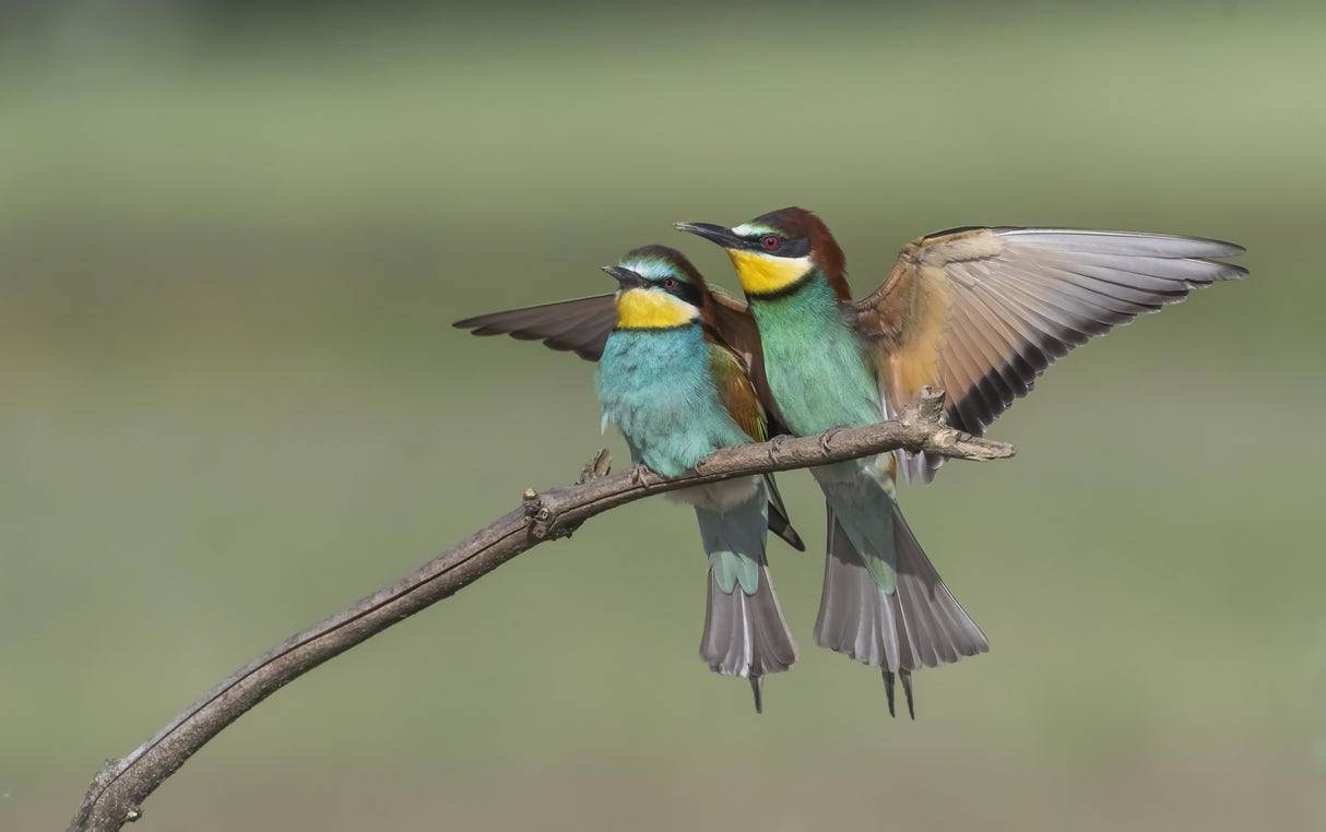 Pair of Bee Eater Poster och Canvastavla