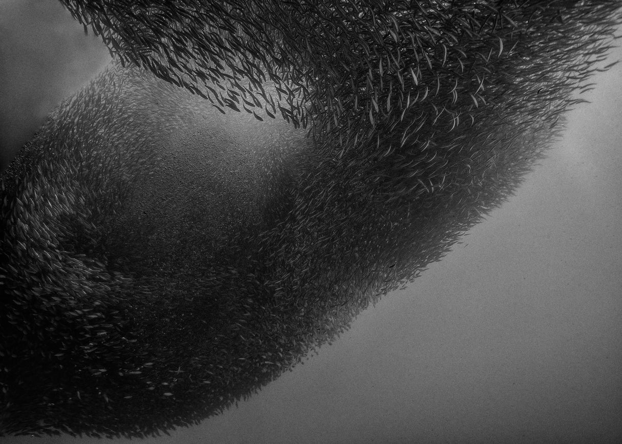 Fish Tornado Poster och Canvastavla