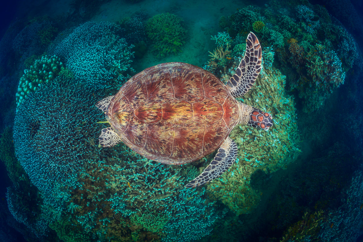 N'Gouja Reef Poster och Canvastavla