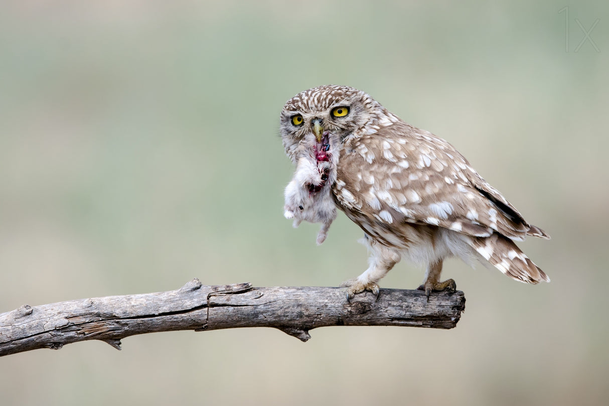 Little Owl Poster och Canvastavla