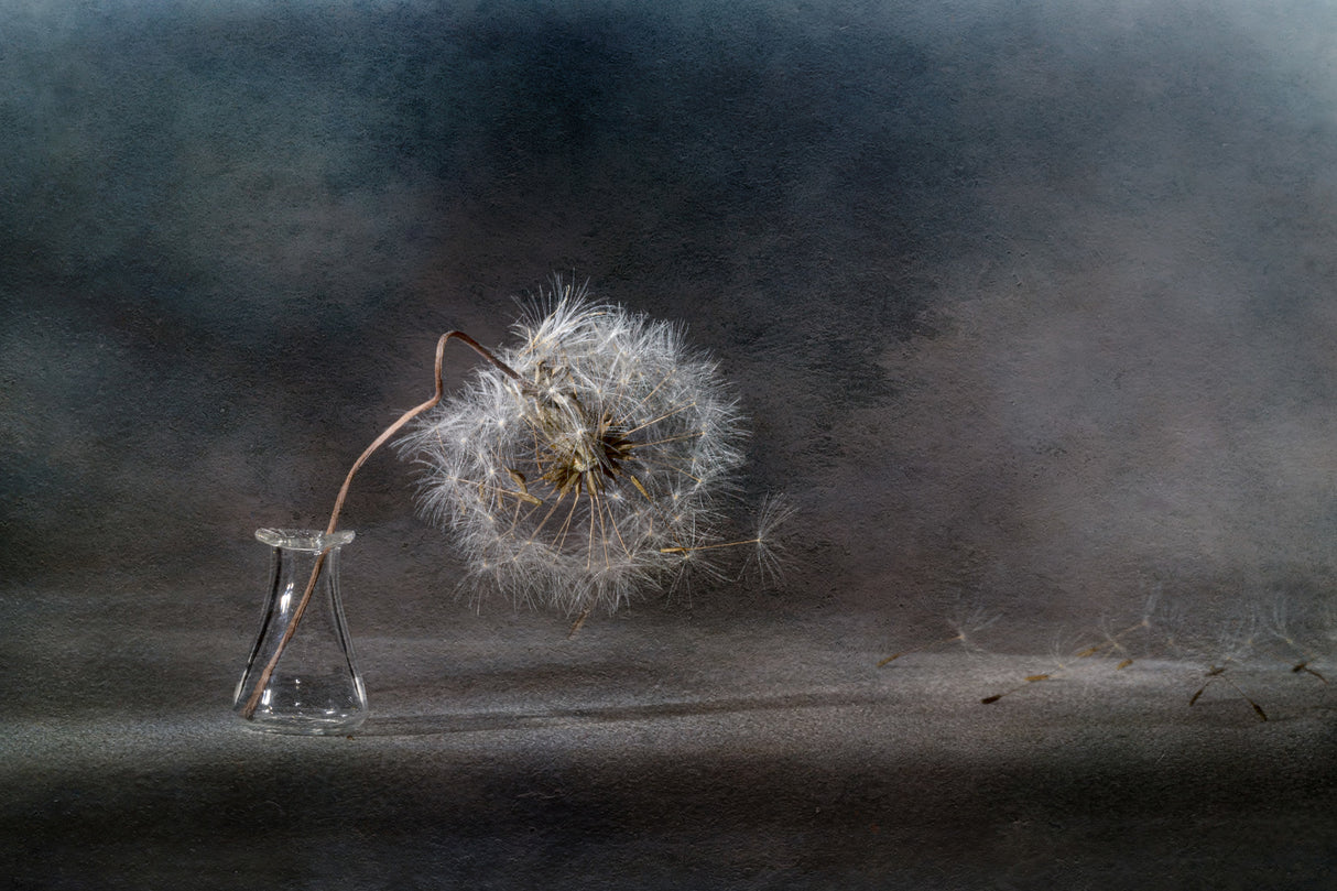 The ballad of the dandelion... Poster och Canvastavla