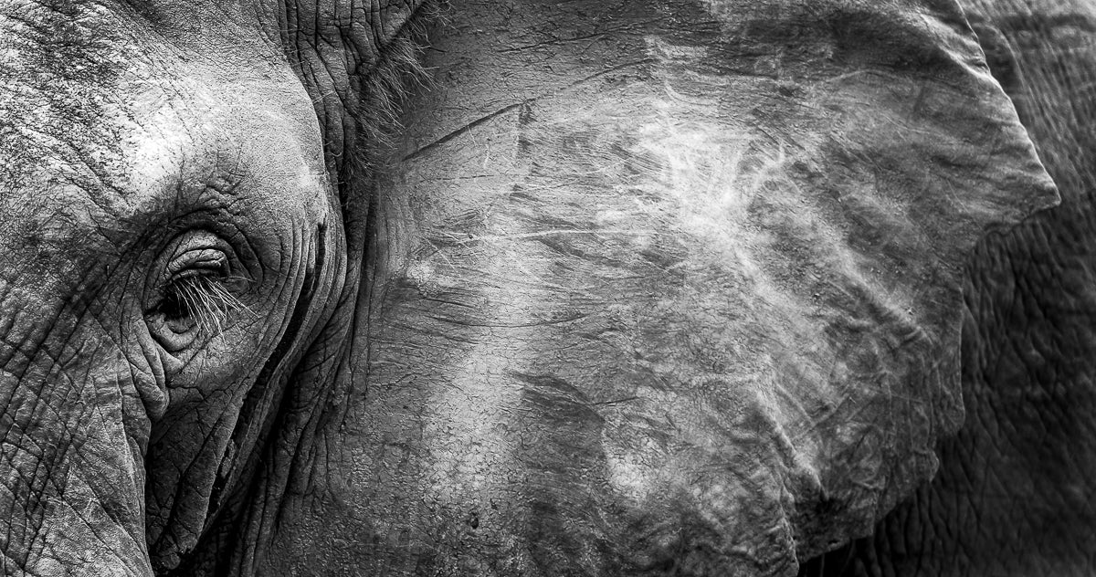 Elephant Face Poster och Canvastavla