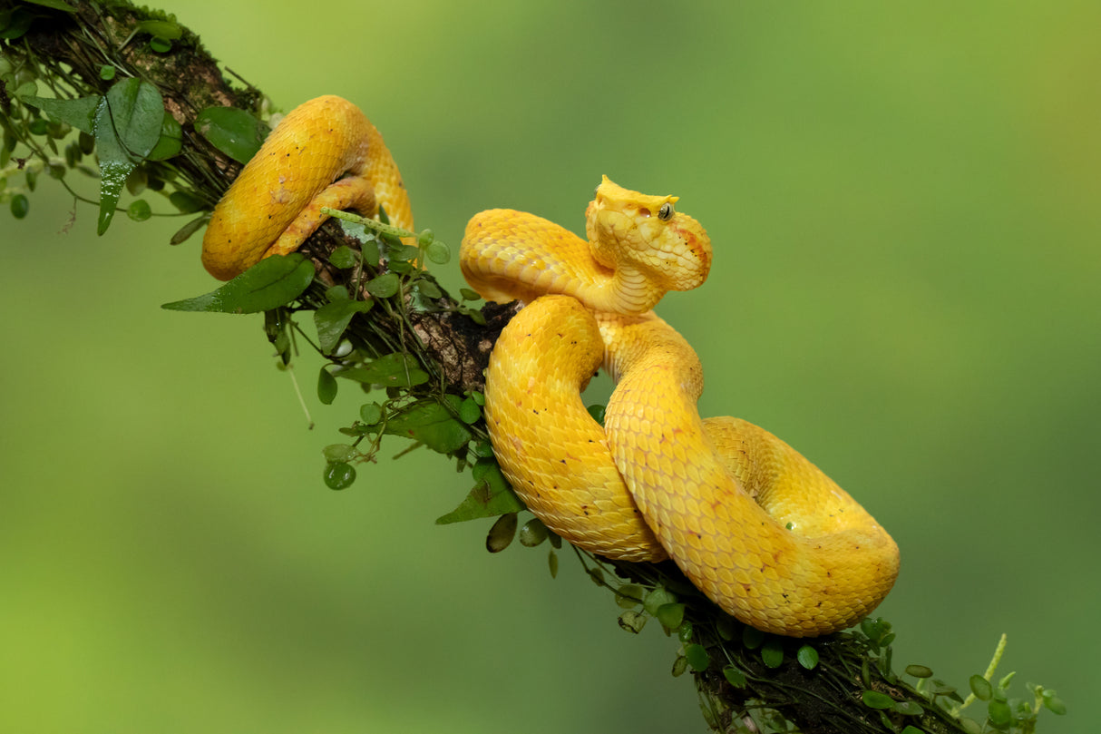 Eyelash viper Poster och Canvastavla