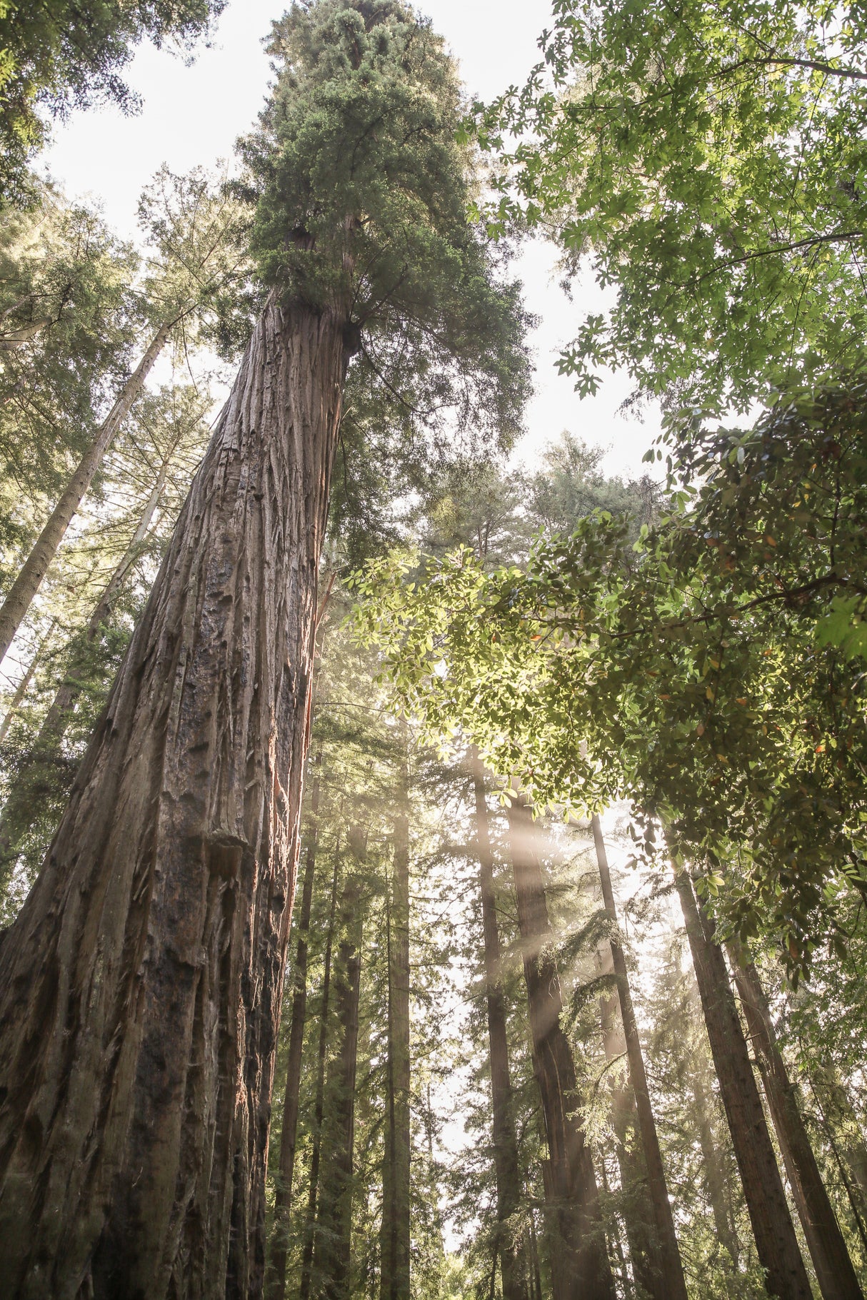 Redwoods Poster och Canvastavla