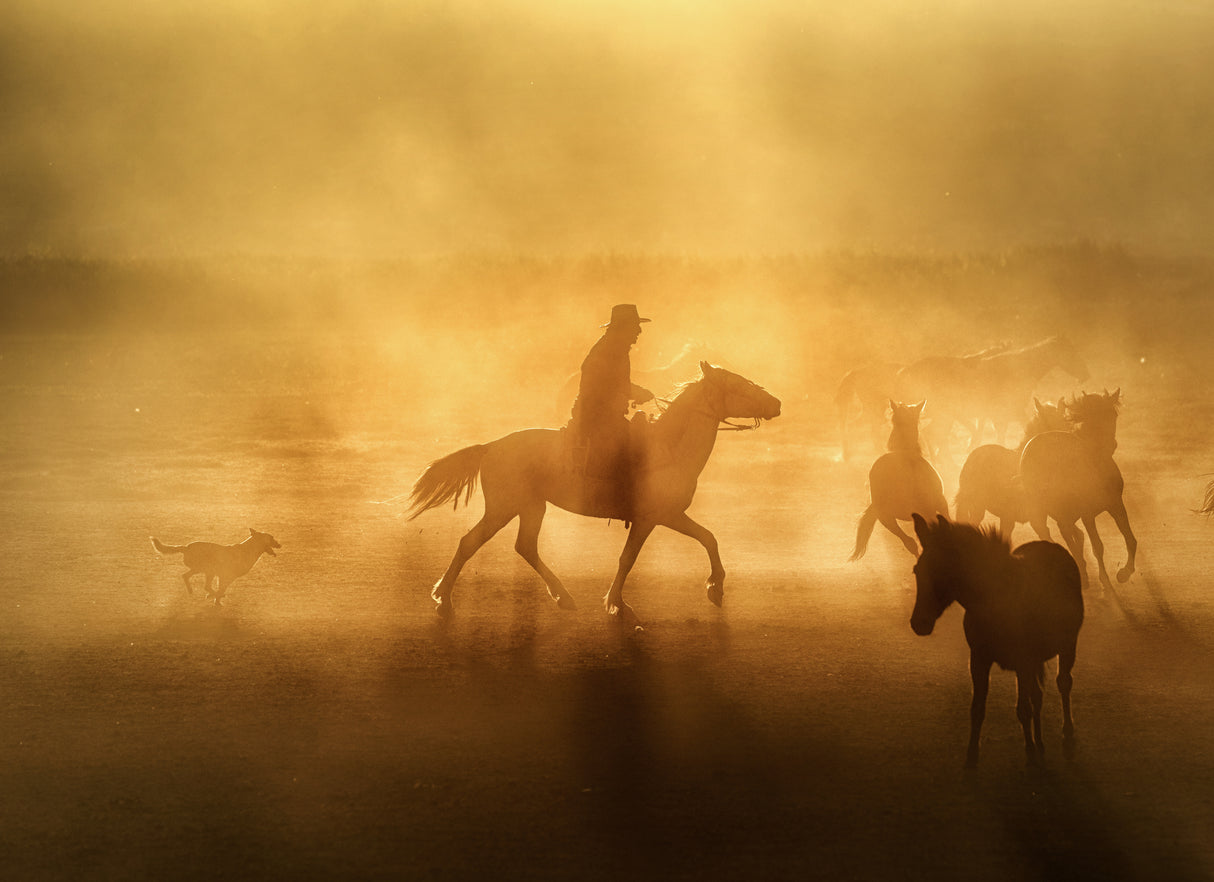 A Cowboy in Anatolia Poster och Canvastavla
