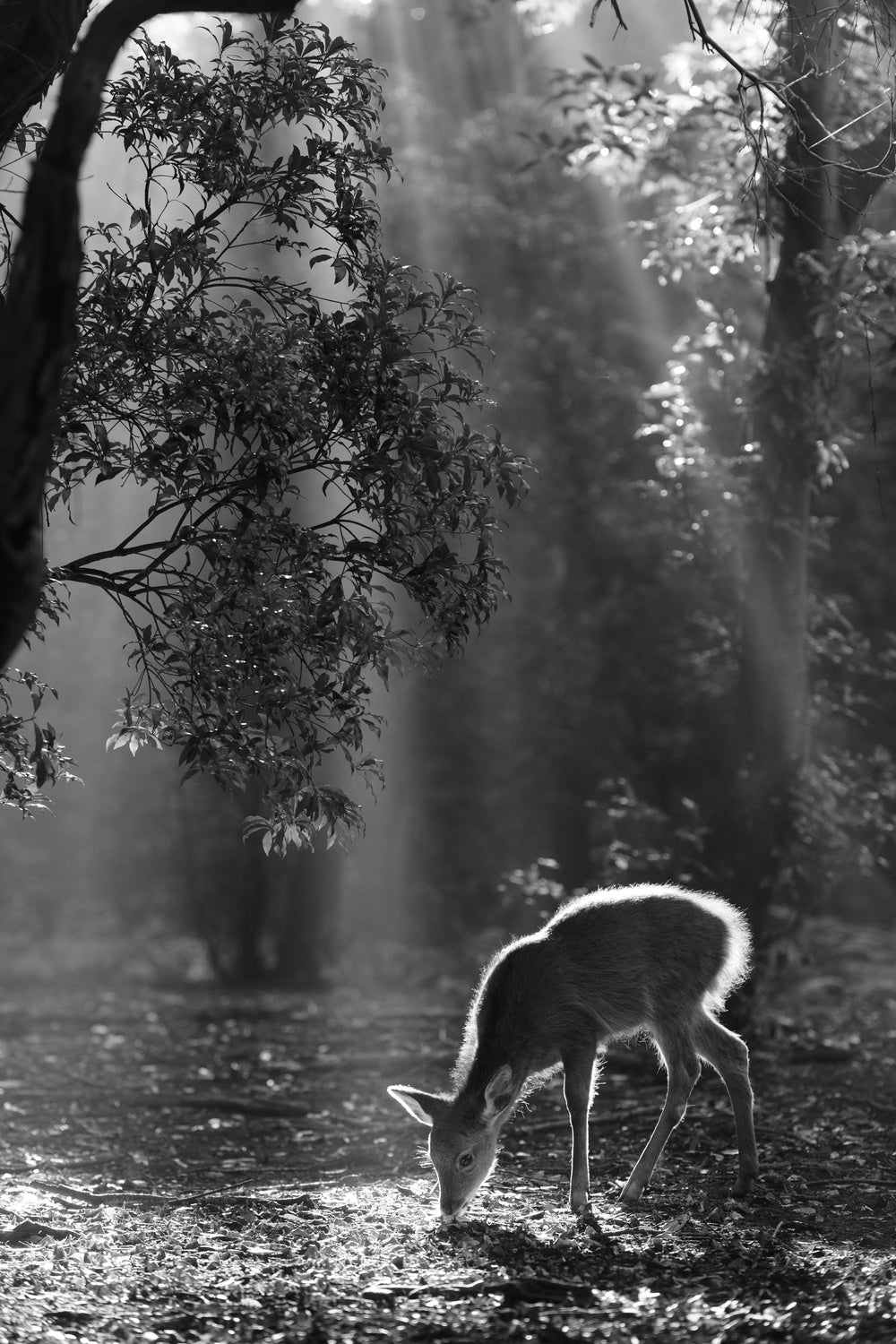 A fawn in the forest Poster och Canvastavla