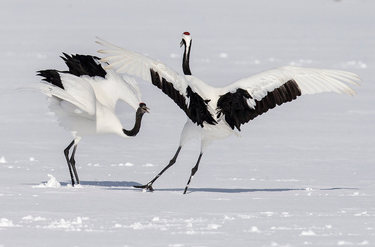 Dance of the Crane Poster och Canvastavla