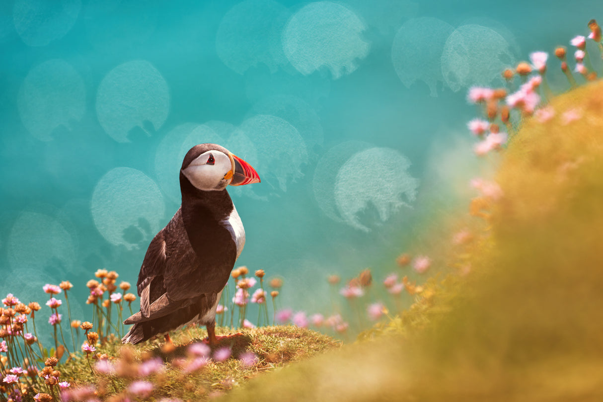 Atlantic puffin (Fratercula arctica) Poster och Canvastavla