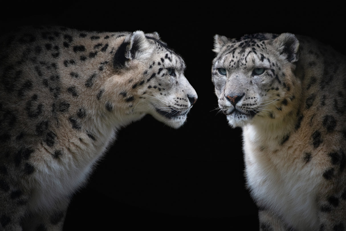 Like a mirror - Panthera Uncia Poster och Canvastavla