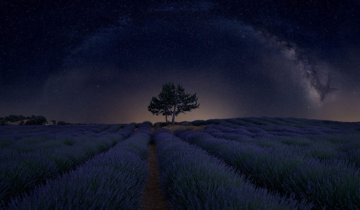 Lavanda Milky Way Poster och Canvastavla