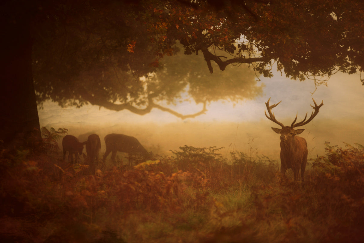 Painted Morning Poster och Canvastavla