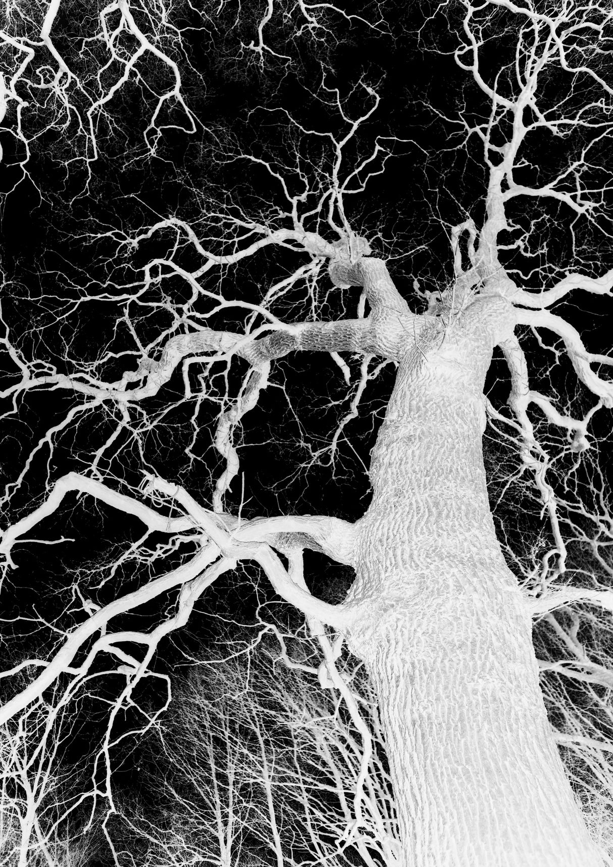 Oak Tree 01 Poster och Canvastavla