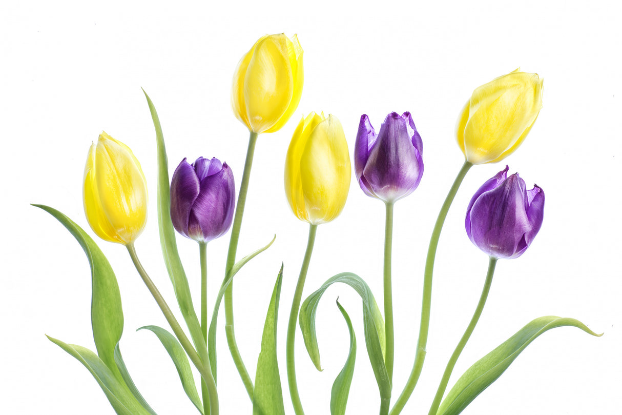 Tulip Poster och Canvastavla