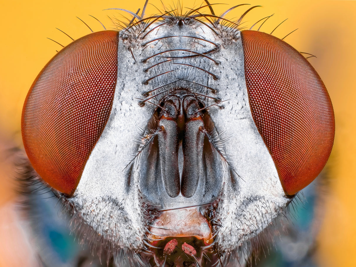 "Blow fly" Poster och Canvastavla