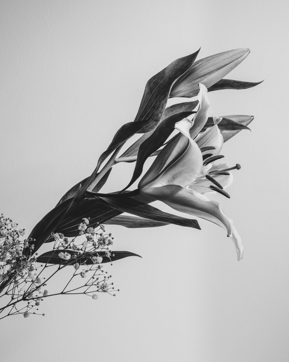 A Beautiful Flower Poster och Canvastavla