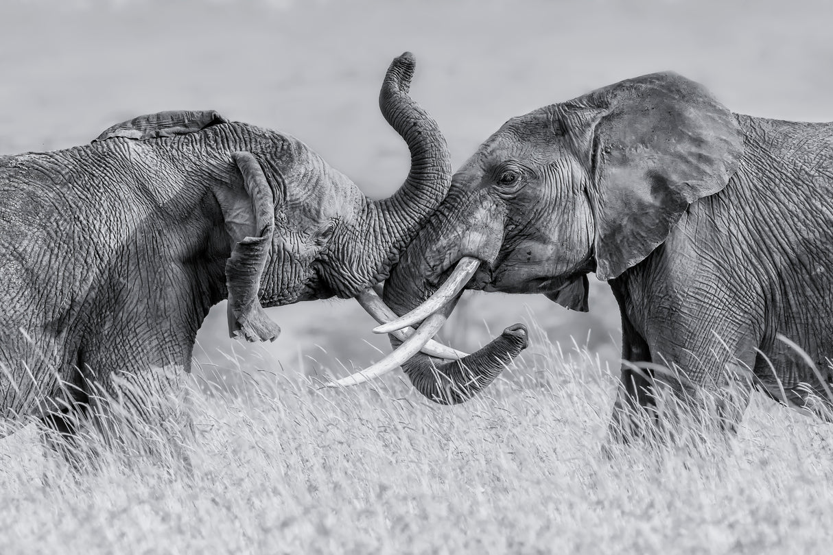 Elephant "Tai Chi" Poster och Canvastavla