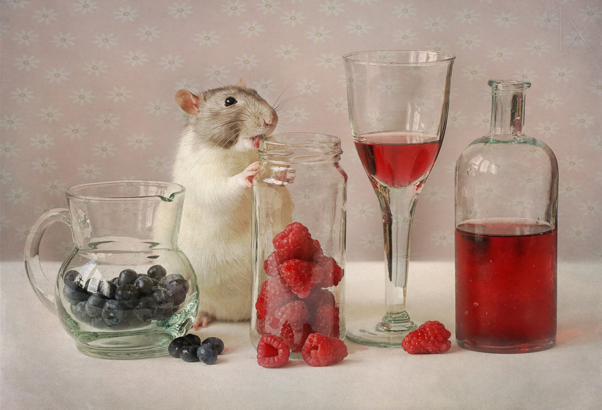 Snoozy with fruit Poster och Canvastavla