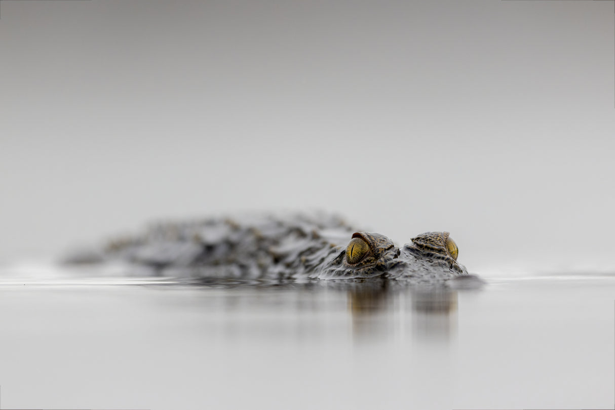 High Key Crocodile Poster och Canvastavla