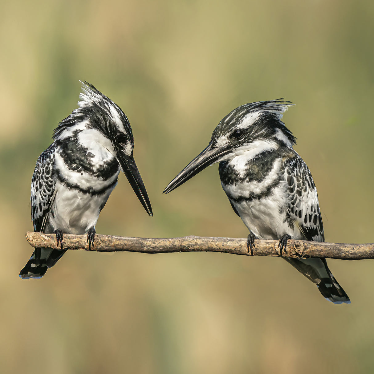 Pied kingfishers Poster och Canvastavla
