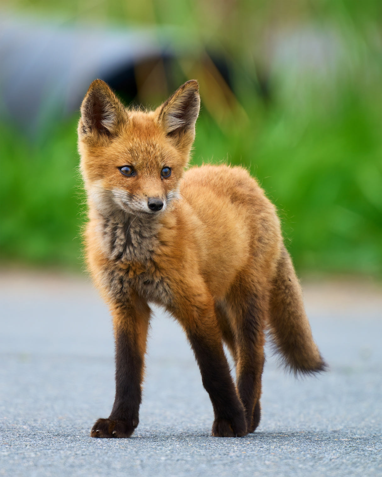 Red Fox Poster och Canvastavla