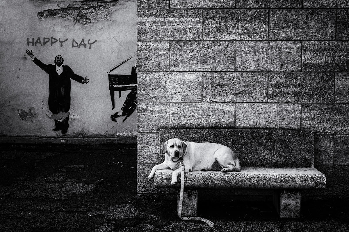 Happy Day Poster och Canvastavla