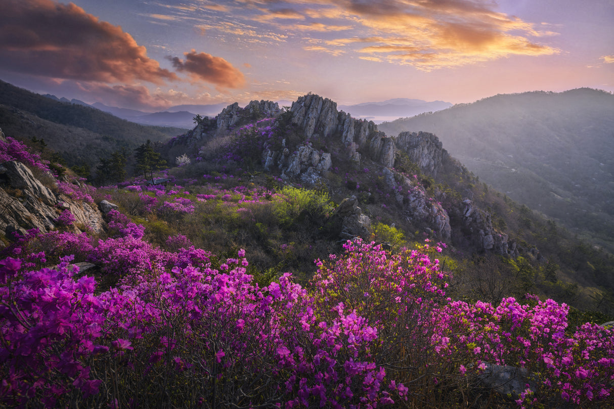 When azaleas bloom Poster och Canvastavla