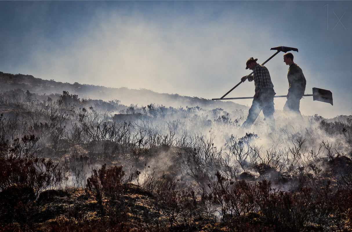 Burning the heather Poster och Canvastavla