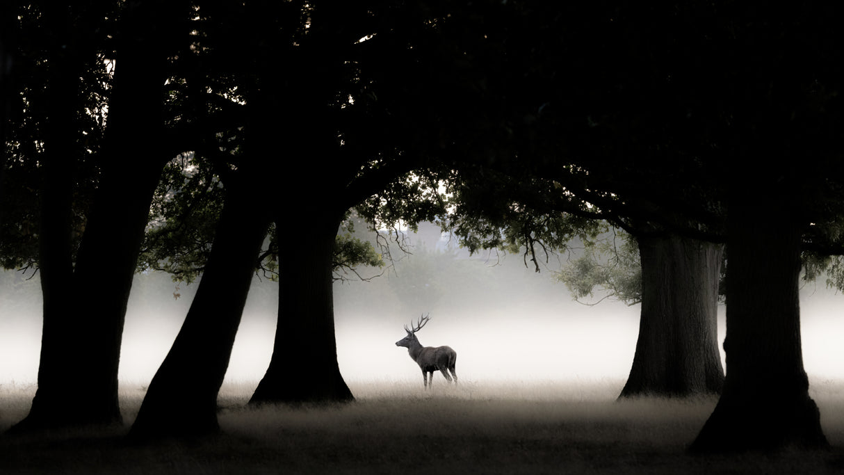 Red Deer Stag in early morning Poster och Canvastavla