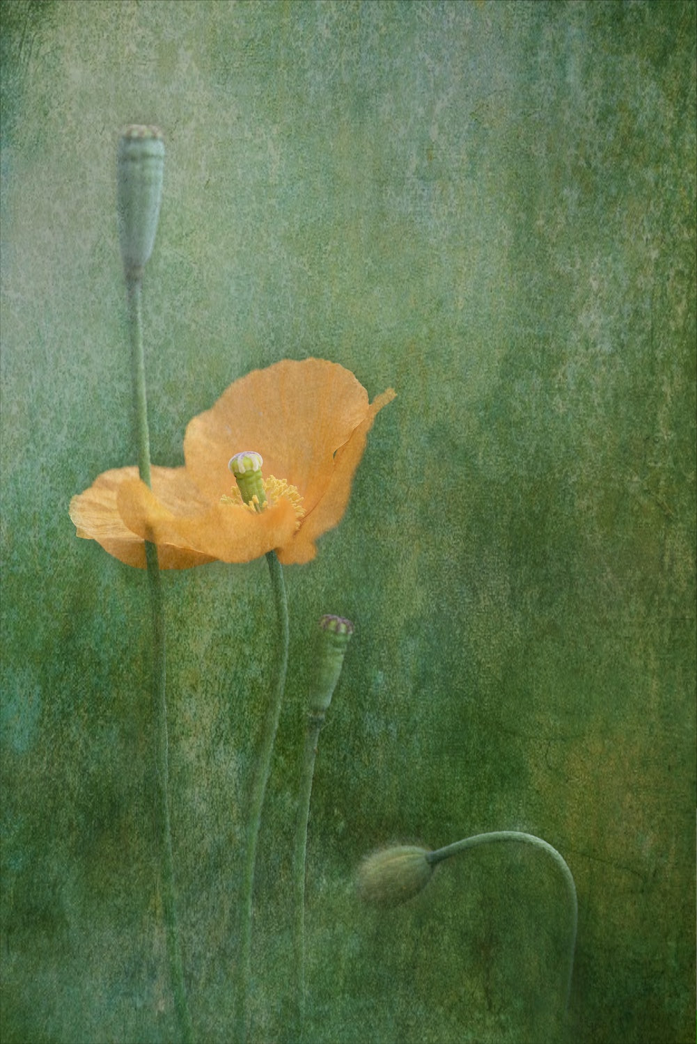 Poppy Poster och Canvastavla