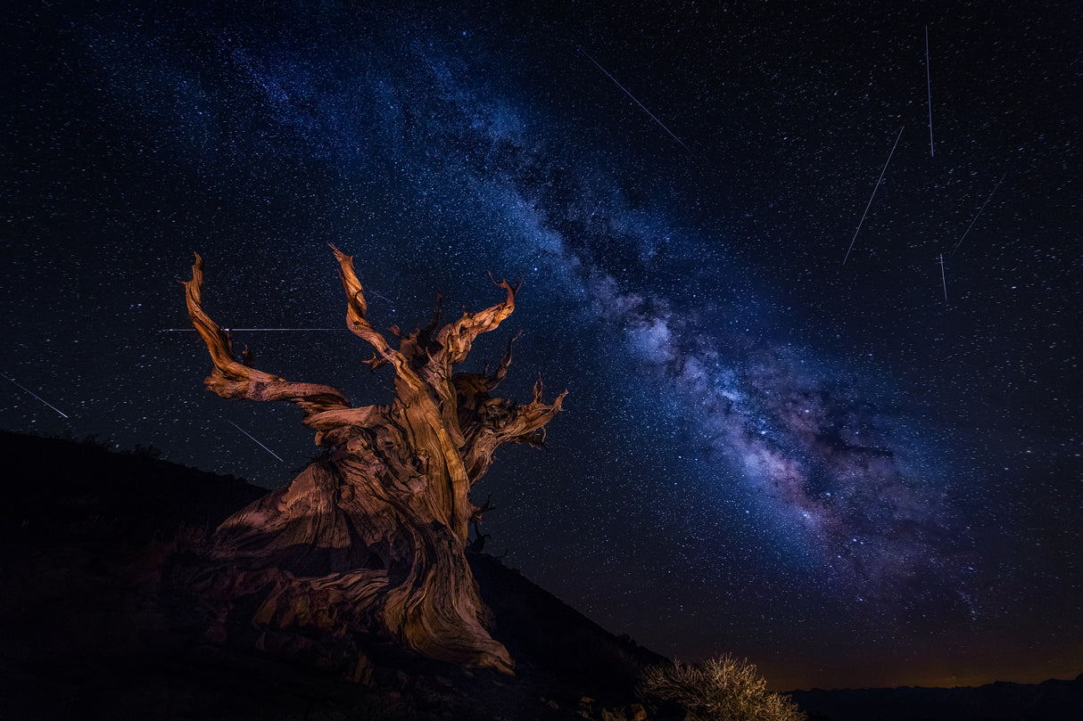 Shooting Stars Night Poster och Canvastavla