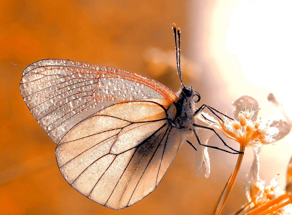 Butterfly in autumn colors... Poster och Canvastavla