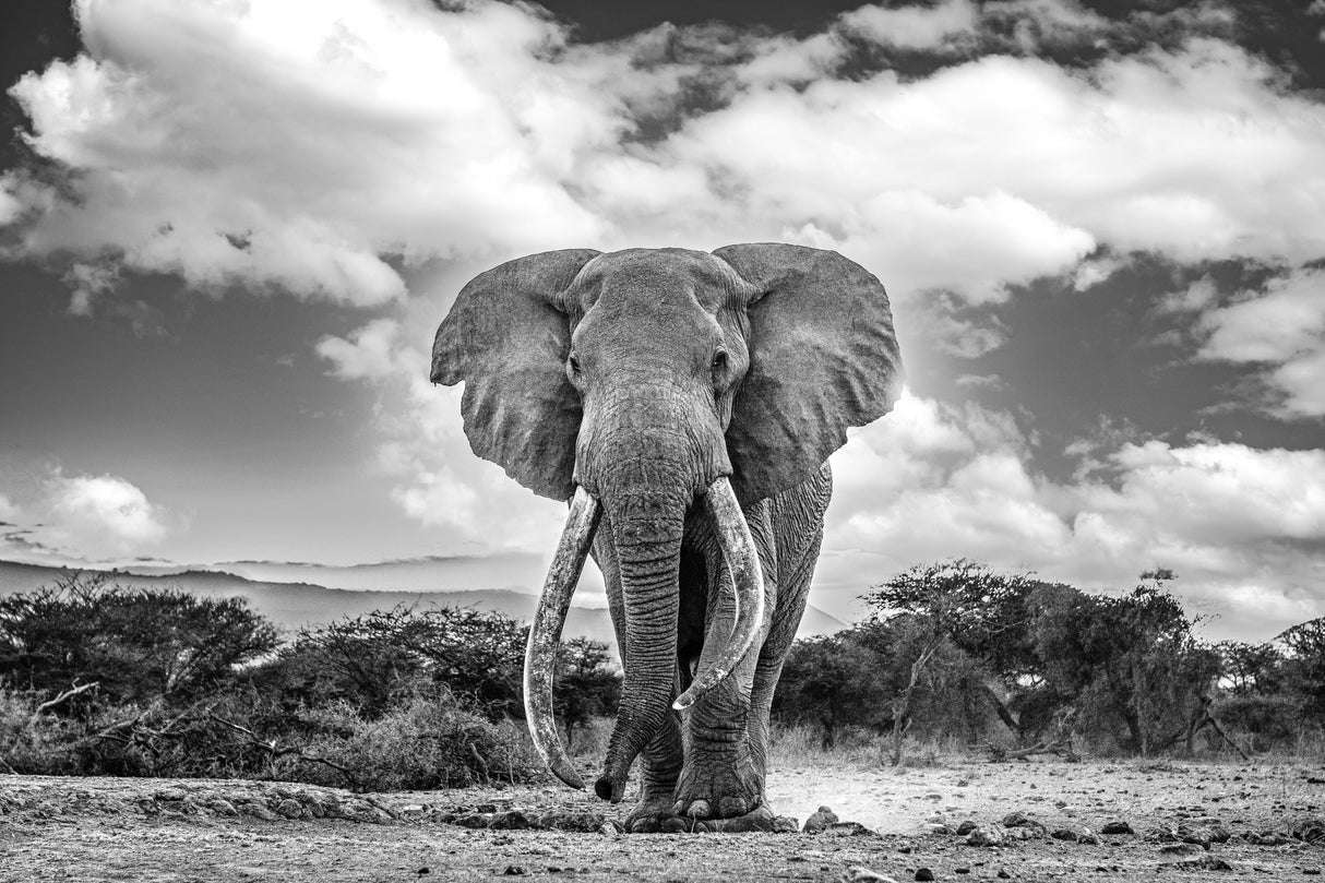 Earth's giant Poster och Canvastavla