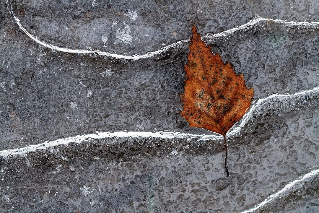 Frozen leaf Poster och Canvastavla