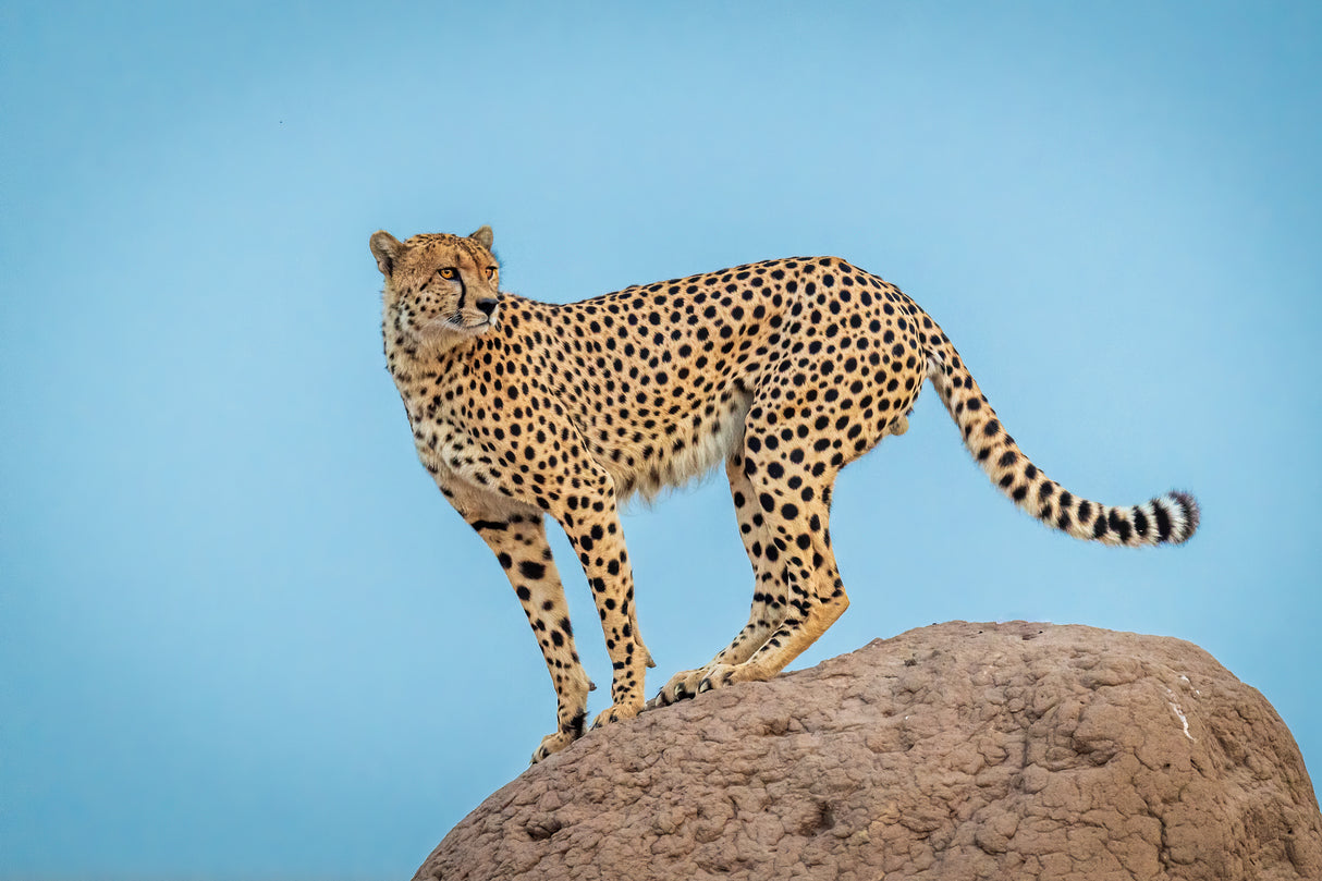 Cheetah in the blue hour Poster och Canvastavla