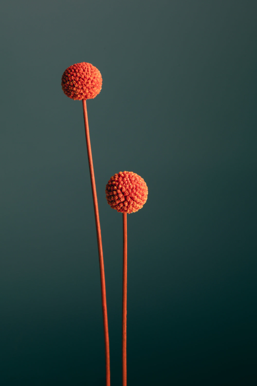 Orange Seed Capsules Poster och Canvastavla