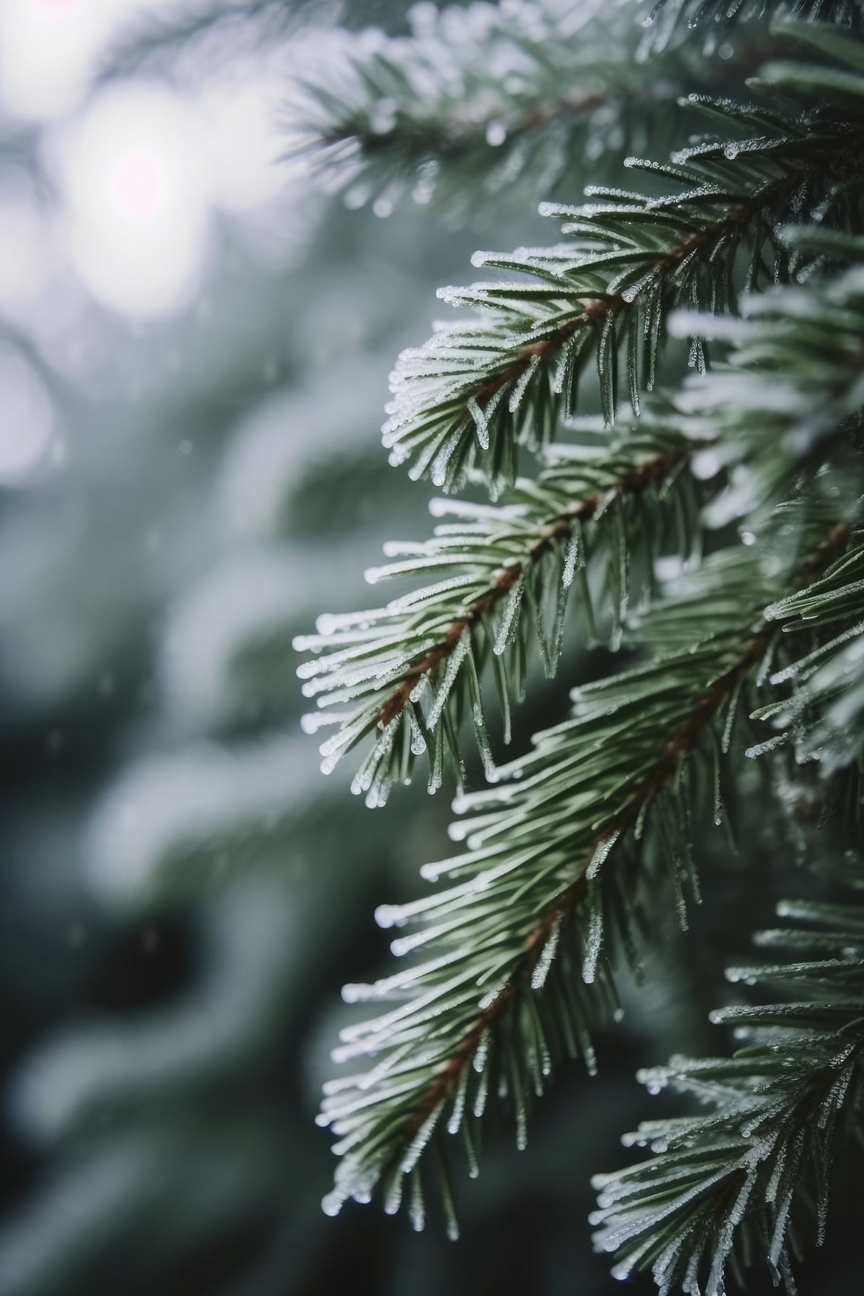 Winter Impressions No 2 Poster och Canvastavla